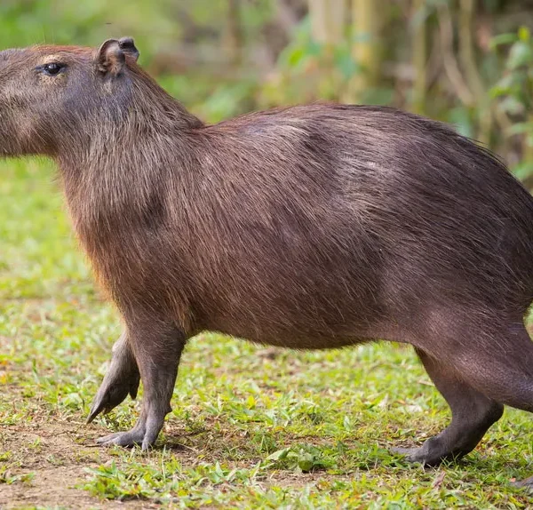 Albino Capybara: The Fascinating White Giant of the Rodent World