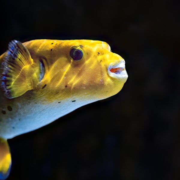 The Enigmatic Charm of Black Fish with Big Eyes: A Closer Look at These Mysterious Creatures