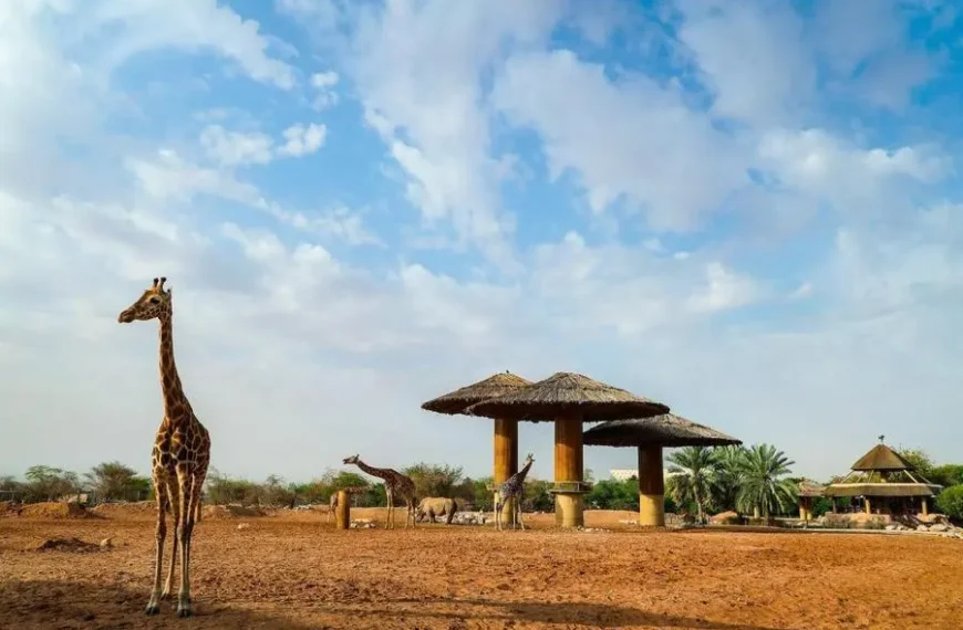 Giraffe Encounters in Dubai: Beyond Breakfast