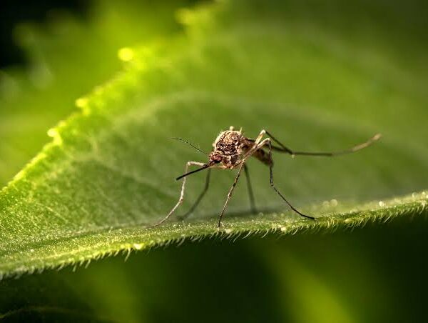 How to Protect Your Florida Home from Mosquitoes Year-Round