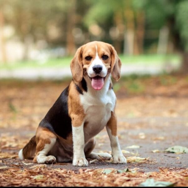 Beagle Puppies