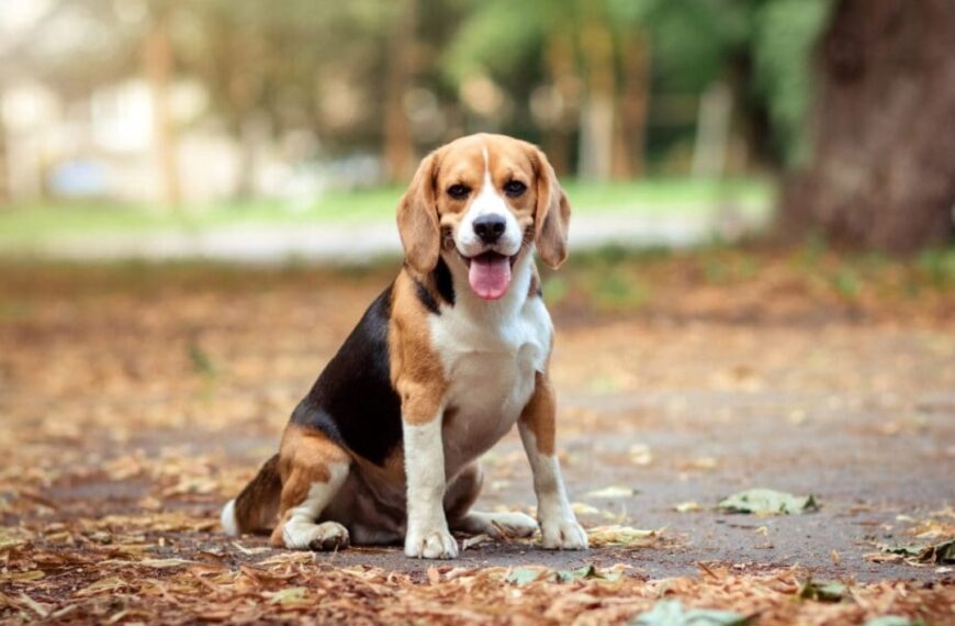 Understanding the Nature of Beagle Puppies before Bringing Them Home