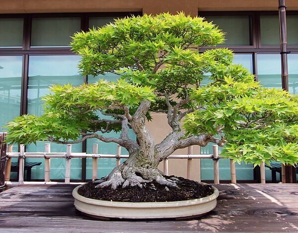 Where To Find Bonsai Trees