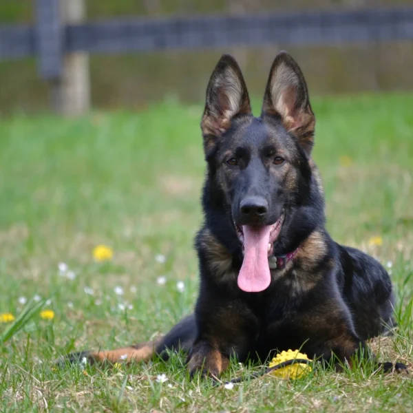 German Shepherd