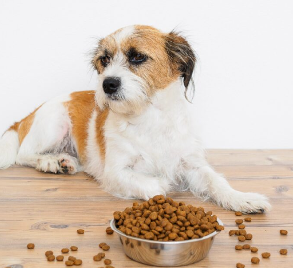 Understanding Probiotics for Dogs: A Guide to Optimal Canine Health