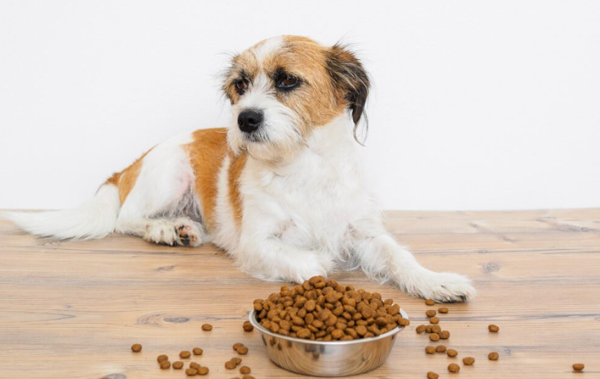 Understanding Probiotics for Dogs: A Guide to Optimal Canine Health