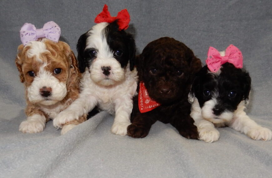 Finding Your Furever Friend: The Ultimate Guide to Ohio Cockapoo Breeders