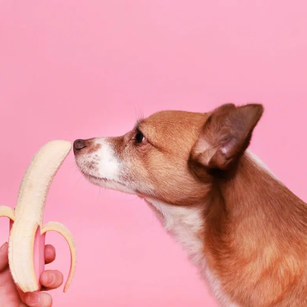 Dogs Eat Banana