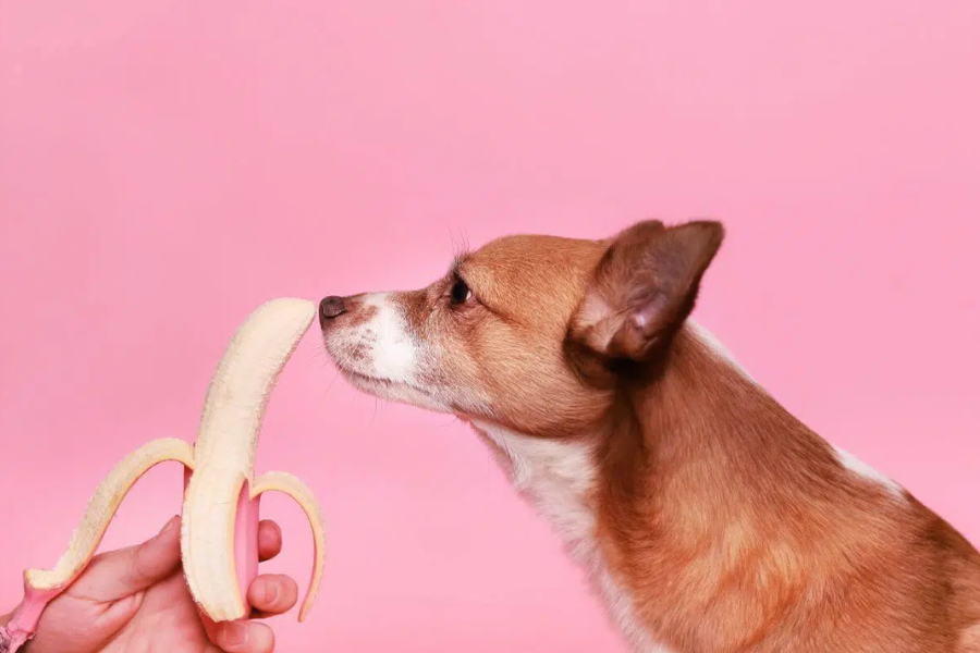 Dogs Eat Banana