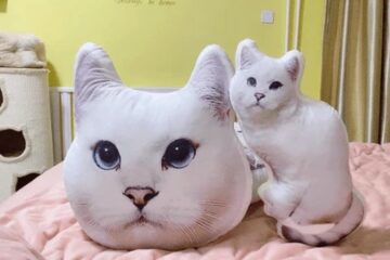 Custom Cat Pillows