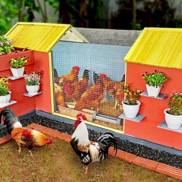 My Journey from Idea to Actualization of My Chicken Coop