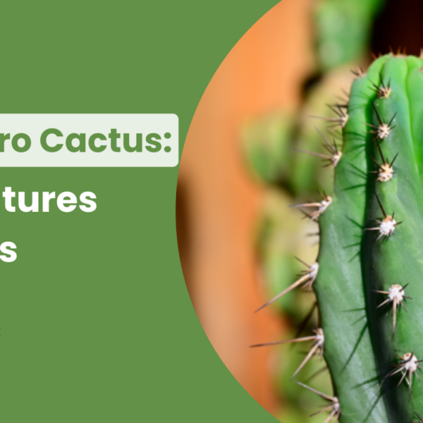 San Pedro Cactus: Key Features & Effects