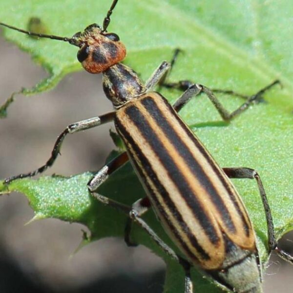 Organic Solutions for Managing Blister Beetles in Your Tomato Garden