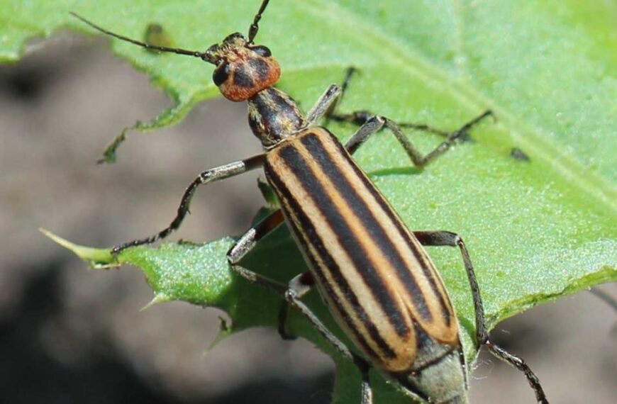 Organic Solutions for Managing Blister Beetles in Your Tomato Garden