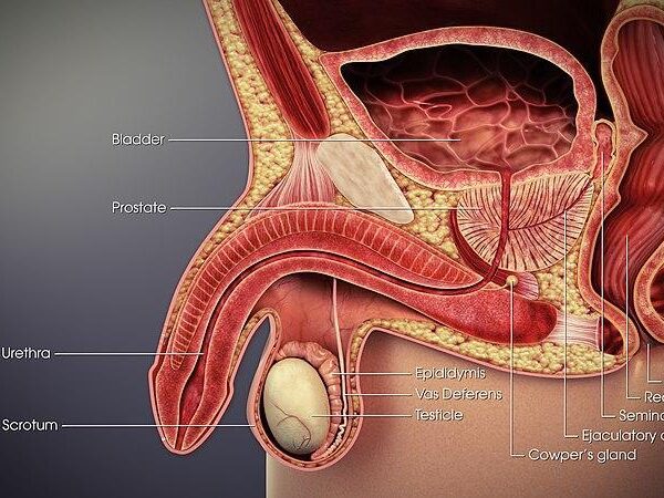 How Lifestyle Changes and Diet Can Help Prostate Function