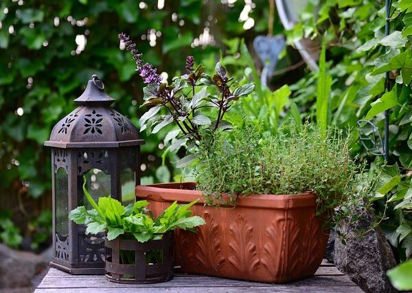 Creeping Thyme: Enhance Your Garden with This Versatile Plant