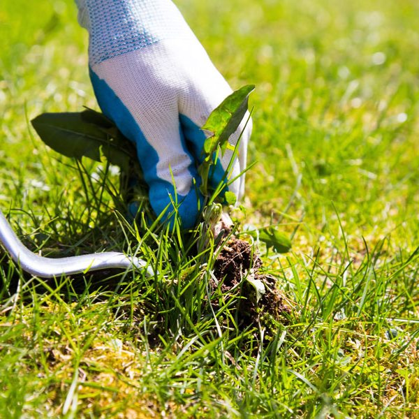 Lawn Weed Control: What You Need to Know