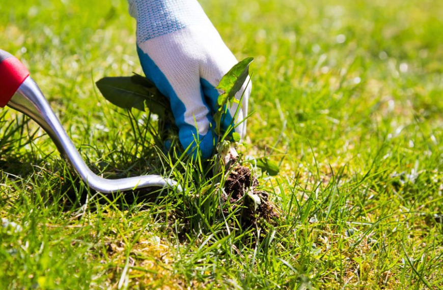 Lawn Weed Control: What You Need to Know