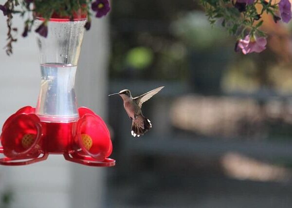 The Complete Guide: How To Make Hummingbird Nectar