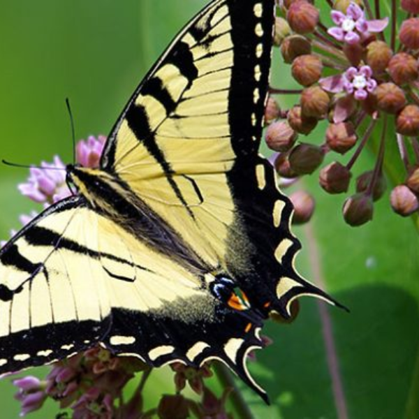 Butterflies of New York Flashcards: An Engaging Tool for Learning About New York’s Beautiful Butterflies