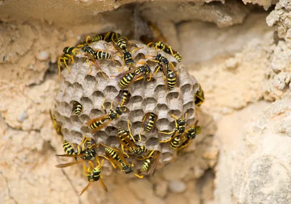 Protecting Your Property: Tips for Bee and Wasp Control