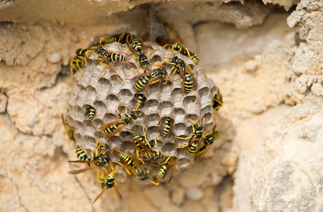 Protecting Your Property: Tips for Bee and Wasp Control