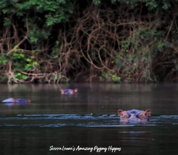 Sierra Leone’s Amazing Pygmy Hippos: A Hidden Treasure of West Africa