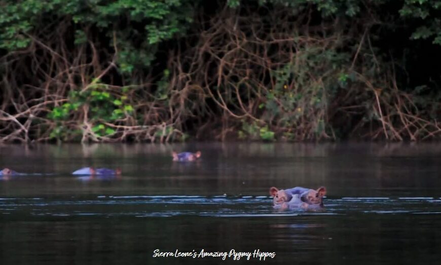 Sierra Leone’s Amazing Pygmy Hippos: A Hidden Treasure of West Africa