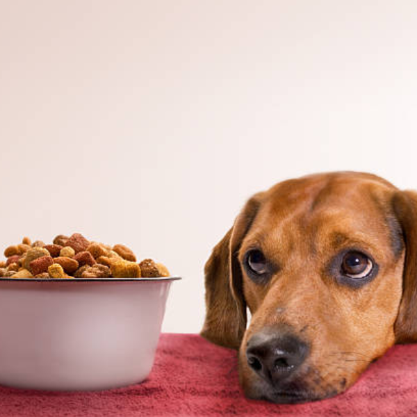 The Ultimate Guide To Dog Treats: Everything You Need To Know