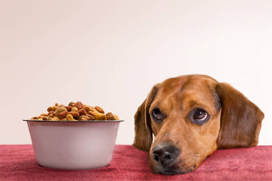 The Ultimate Guide To Dog Treats: Everything You Need To Know