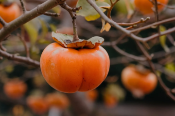 Whopper Persimmon Tree Fruit