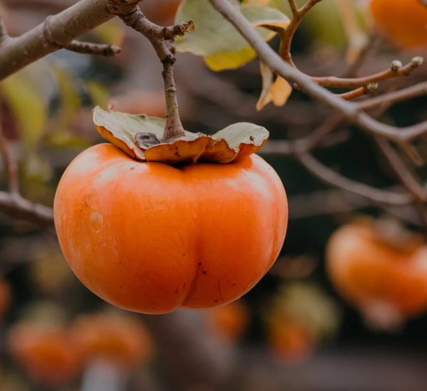 Whopper Persimmon Tree Fruit