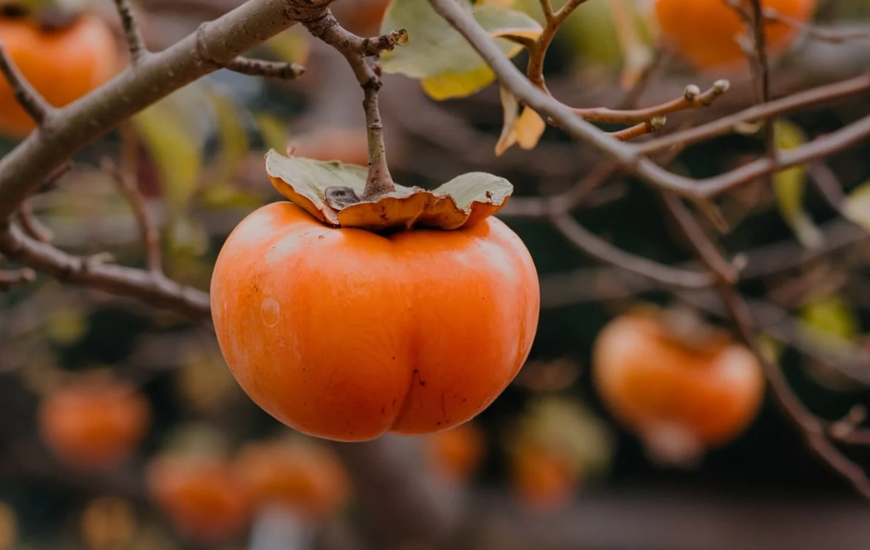 Whopper Persimmon Tree Fruit: Discovering its History, Benefits, and Culinary Uses