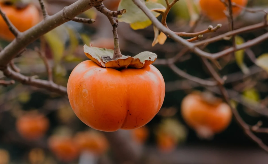 Whopper Persimmon Tree Fruit