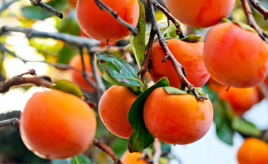 Whopper Persimmon Tree Fruit