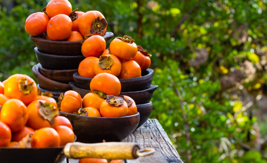 Whopper Persimmon Tree Fruit