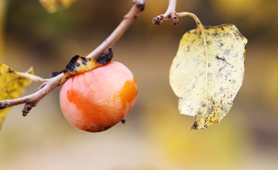 Whopper Persimmon Tree Fruit