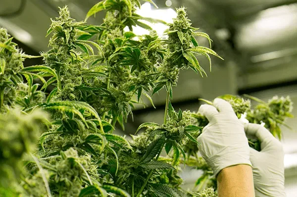 The Future Of Delta 8 THC In The Cannabis Market