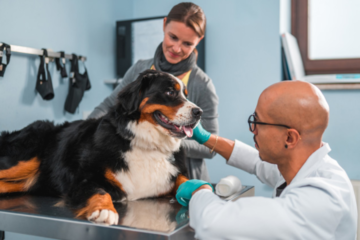 The Ultimate Guide To Pet First Aid Courses: What You Need To Know