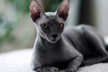 sphynx kittens