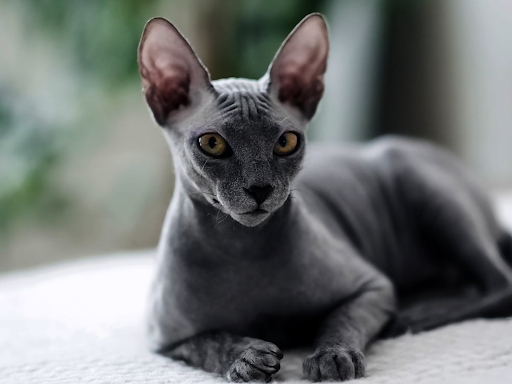 sphynx kittens