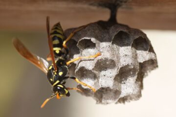 Wasp Removal Safety: Essential Guidelines for a Secure Process