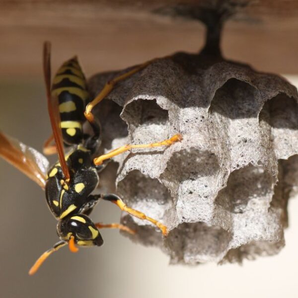 Wasp Removal Safety: Essential Guidelines for a Secure Process