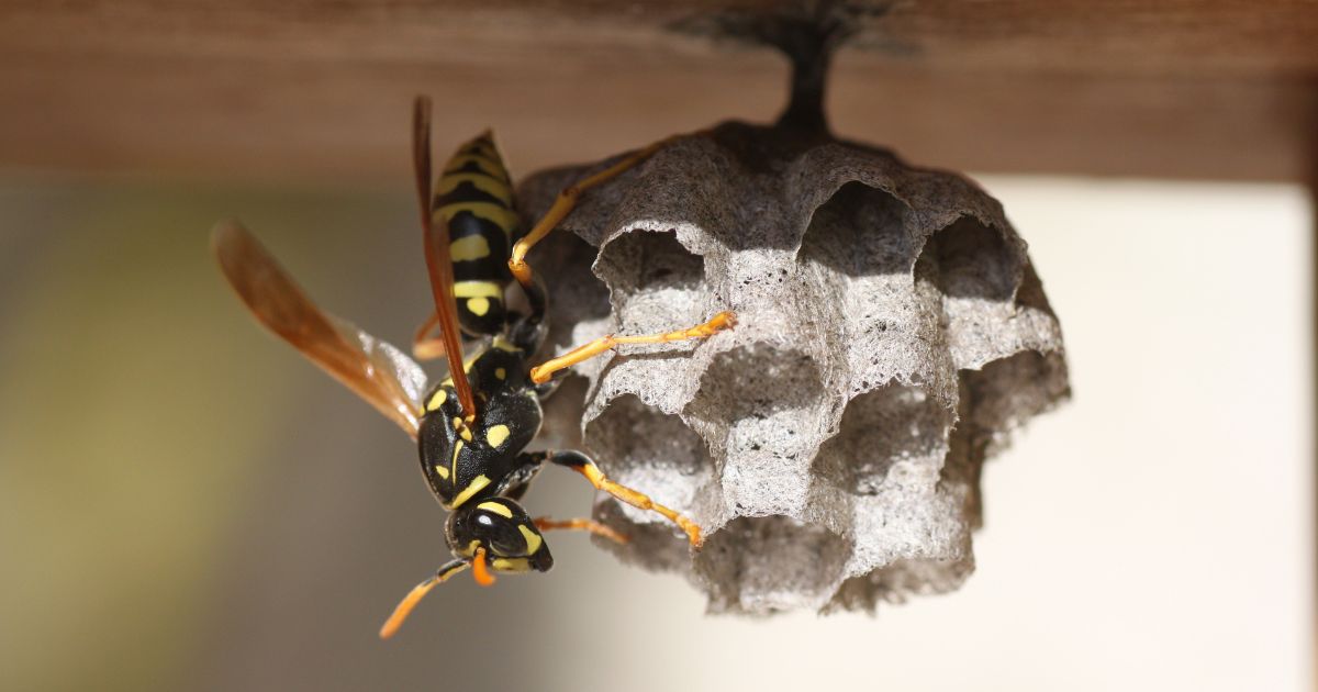 Wasp Removal Safety: Essential Guidelines for a Secure Process