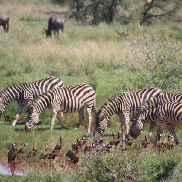 Safari in Tanzania, which places to choose and how to organise it