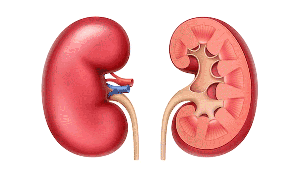 Enhance Your Health with STD and Serum Creatinine Tests in Noida